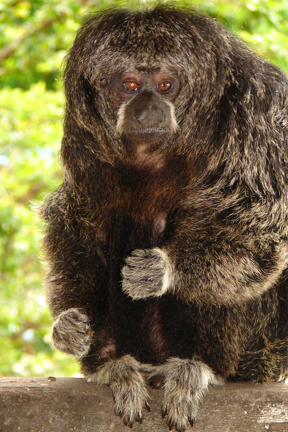 Mamíferos del Ecuador